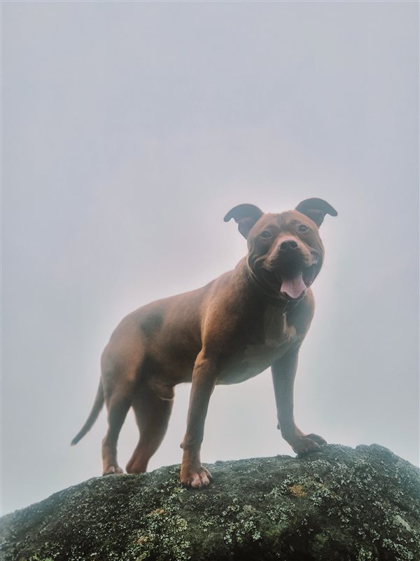 Bachelor Party Vattavada